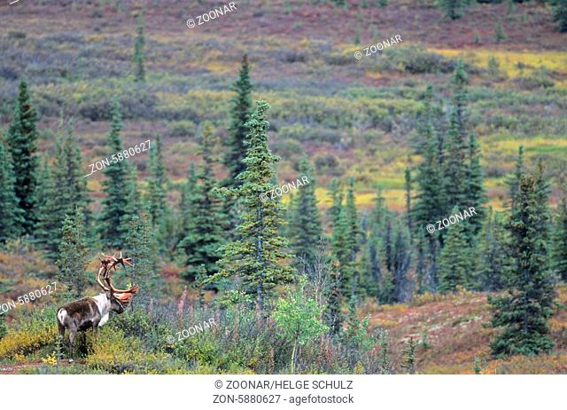 Karibubulle mit Bastfetzen am Geweih in der herbstlichen Tundra - (Alaskakaribu) / Bull Caribou with rests of velvet on his antler in the tundra in indian...