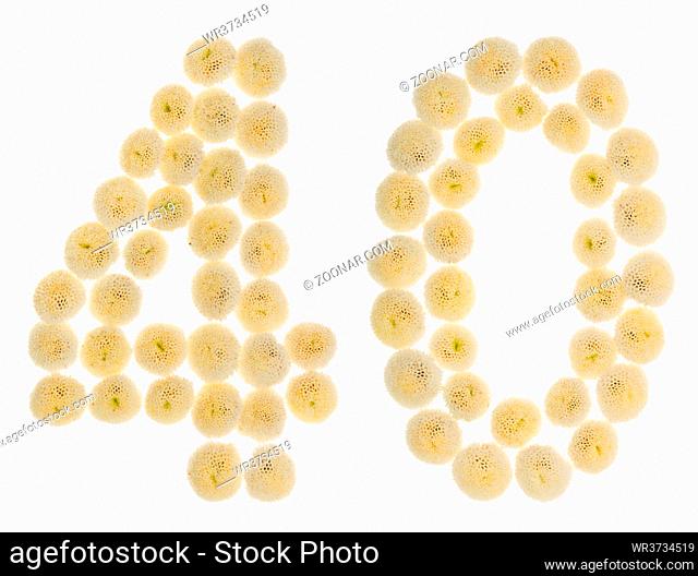 Arabic numeral 40, forty, from cream flowers of chrysanthemum, isolated on white background