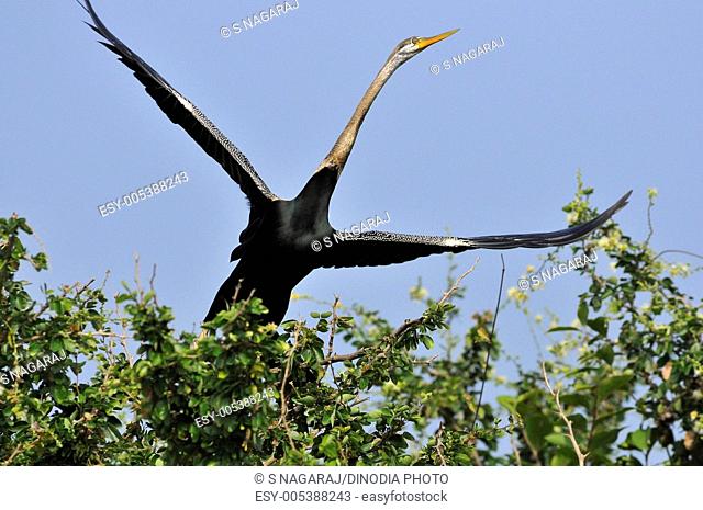 Birds ; darter or snake bird anhinga rufa ; Ranganthitto Bird Sanctuary ; Karnataka ; India