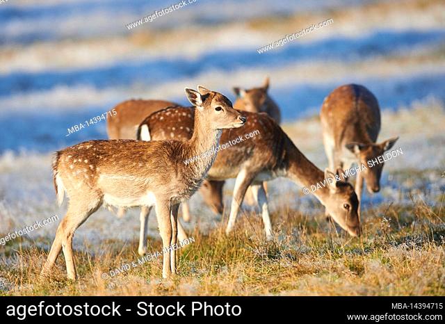 Fallow deer (Dama dama), clearing, meadow, standing, lateral