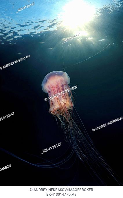 Lion's Mane Jellyfish (Cyanea capillata), Sea of Japan, Primorsky Krai, Russia