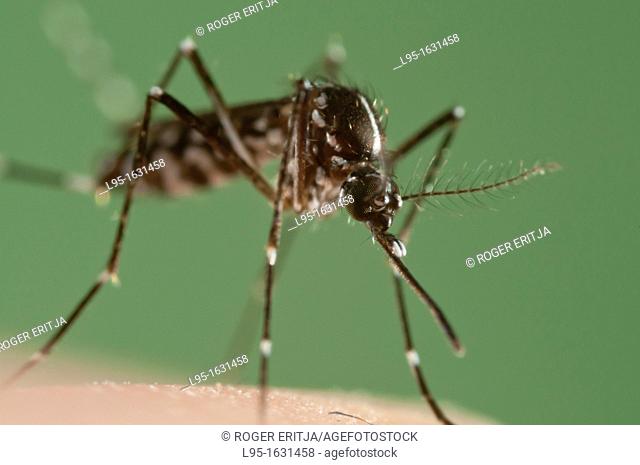 Female of the Asian Tiger Mosquito Aedes albopictus biting on human skin and bloodfeeding to generate a new egg batch  Invasive