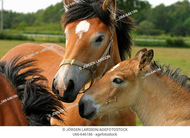 Swedish Ardennes horses. Gotland. Sweden