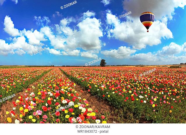Over the blossoming field of flying a balloon