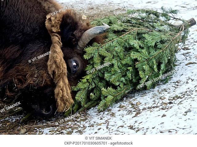 American Bisons got Christmas trees at the zoo in Prague, Czech Republic, Monday, January 3, 2017. The animals at Prague Zoological Garden enjoy Christmas trees...