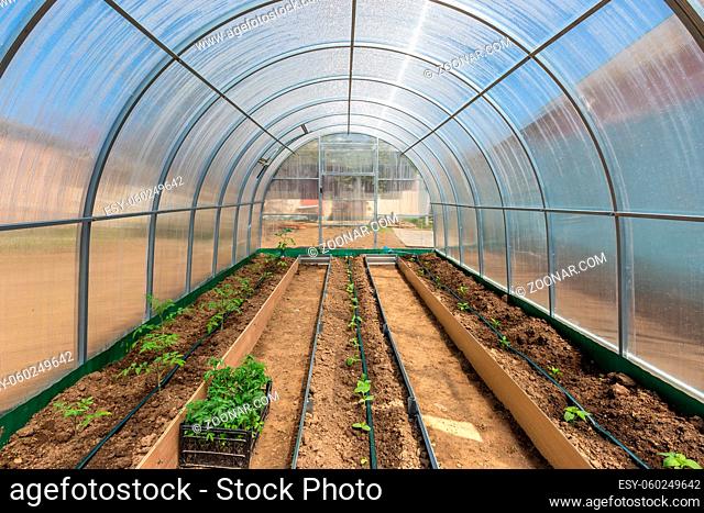 Rows of tomato cucumber and pepper plants growing inside greenhouse with drip irrigation