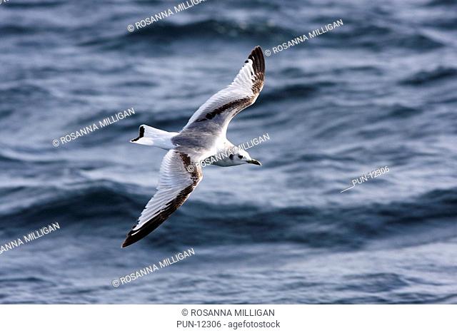 A juvenile kittiwake Rissa tridactyla in flight over the sea The distinctive pattern on the wings indicates this is a bird in its first winter