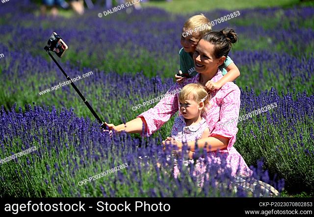 Open Day at the lavender growing and processing eco-farm in Strani, Uherske Hradiste Region, on July 8, 2023. (CTK Photo/Dalibor Gluck)