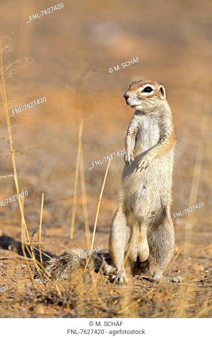 Cape Ground Squirrel (Xerus inauris), Nossob Riverbed, Botswana