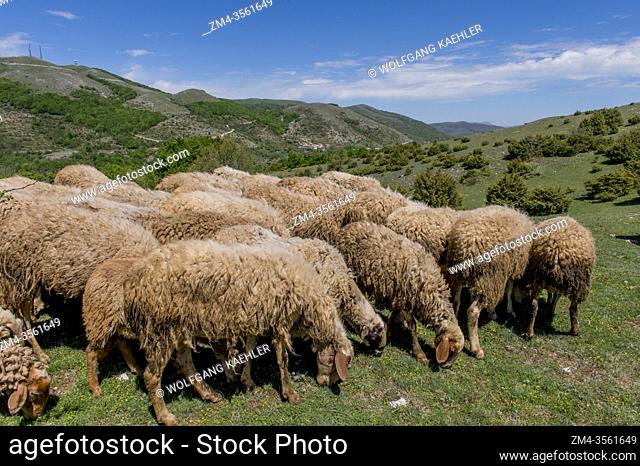A herd of sheep near Pettino, a small village in the mountains near Campello sul Clitunno in the Province of Perugia, Umbria, central Italy