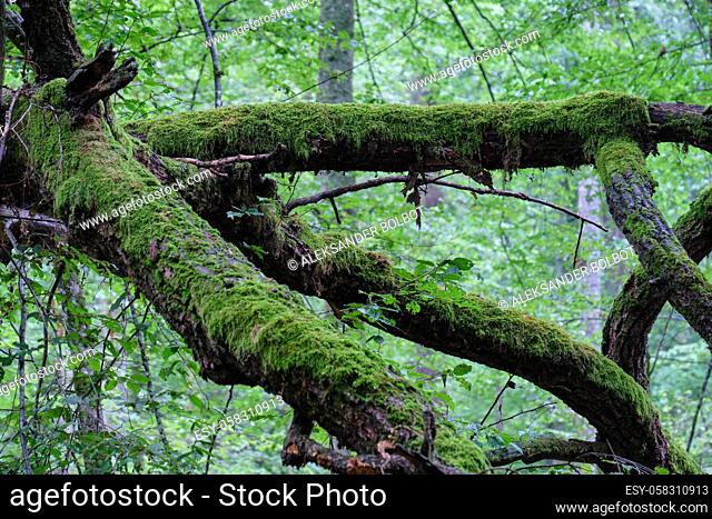 Summertime deciduous primeval forest with broken branch lying in foreground, Bilowieza Forest, Poland, Europe