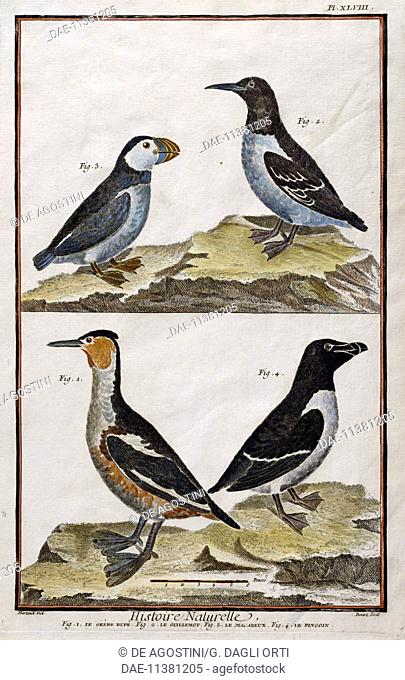 1 Crested Greche; 2 Guillemot (Uria aalge); 3 Sea Puffin (Fratercula arctica); 4 Penguin, drawing by Francois-Nicolas Martinet, engraving by Benard (1770-1783)