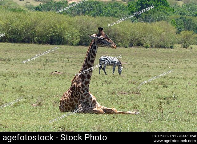 06 March 2023, Kenya, Masai Mara: Maasai giraffe and zebra Photo: David Renke/dpa. - Masai Mara/Masai Mara/Kenya