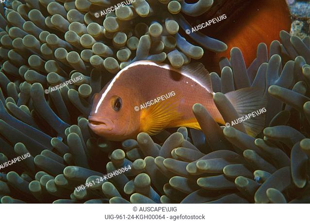 Skunk anemonefish (Amphiprion akallopisos), with its host the Magnificent sea anemone (Heteractis magnifica). Uses sounds to defend its territory short and long...