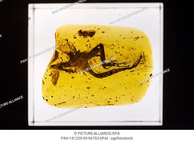 05 December 2018, Baden-Wuerttemberg, Stuttgart: An Agame Agamidae, encased in Burmese amber, is exhibited in the large national exhibition ""Life in the Amber...