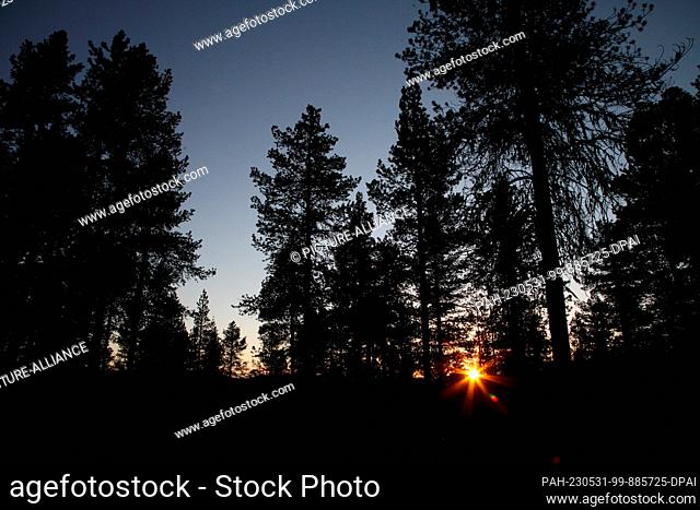 FILED - 08 June 2022, Sweden, Jukkasjärvi: In a patch of forest in northern Sweden, the midnight sun shines through the trees at night
