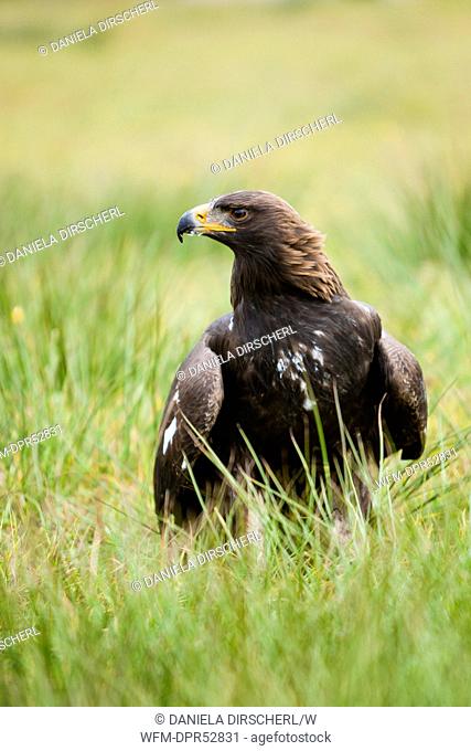Golden Eagle, Aquila chrysaetos chrysaetos, Bavaria, Germany