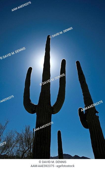 Saguaro Cactus (Carnegiea gigantea) Organ Pipe Cactus National Monument, AZ
