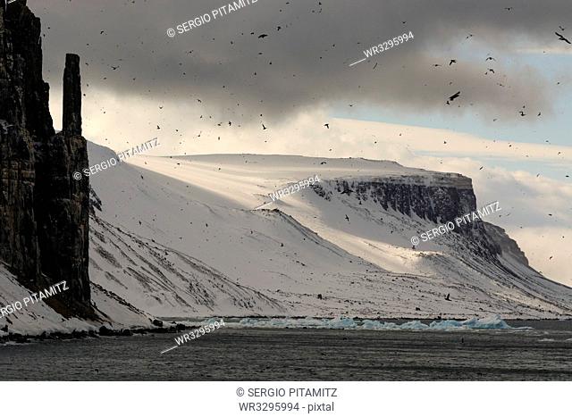 Bruennich's Guillemots (Uria lomvia), Alkefjellet, Spitsbergen, Svalbard Islands, Arctic, Norway, Europe