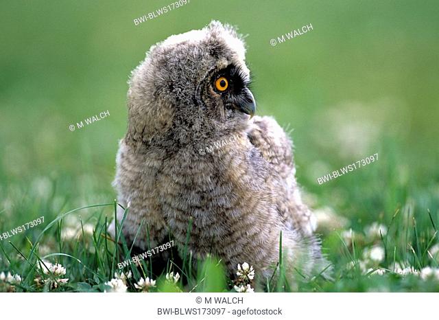 long-eared owl Asio otus, Owl on meadow, young owl, Austria