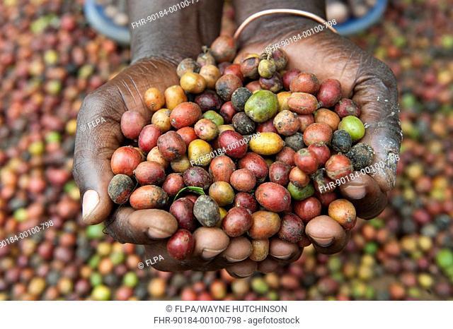 Coffee (Coffea sp.) crop, hands holding unshelled coffee beans, Uganda, June