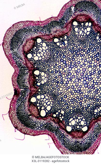 sclerenchyma. Stem of clematis. 14x