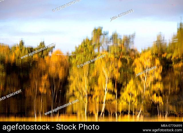 Reflection of autumn forest in moor lake