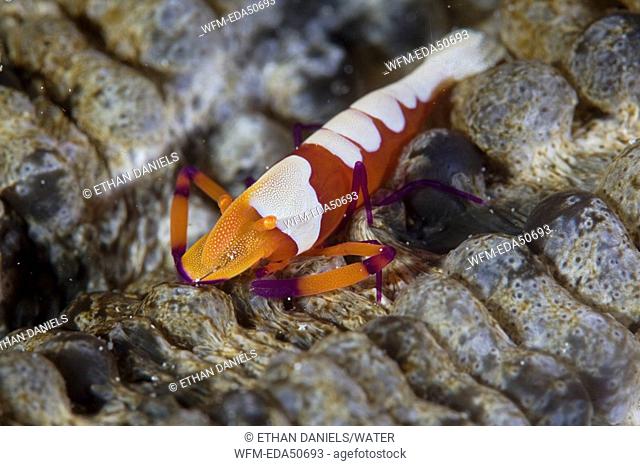 Emperor Shrimp, Periclimenes imperator, North Sulawesi, Indonesia
