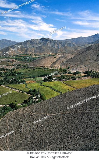 Vineyards in the Elqui Valley, near Coquimbo, Province of Elqui, Chile