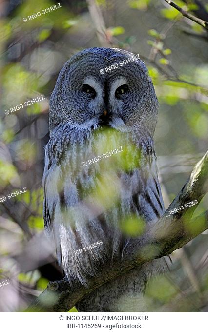Great Grey Owl (Strix nebulosa) in natural environment