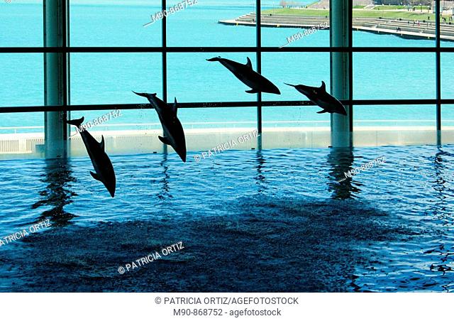 Dolphins' show in aquarium