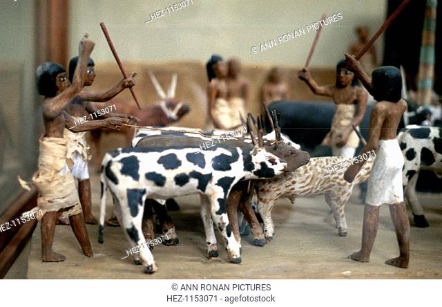 Herding cattle; Ancient Egyptian tomb model. From the Cairo Museum, Egypt