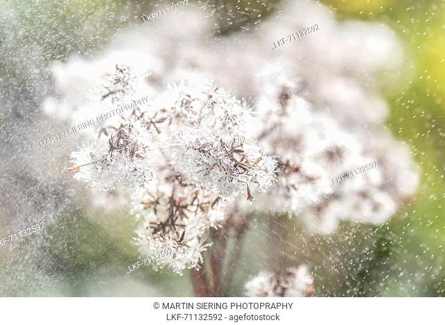 Dandelion seeds in Summer rain, sprinkles, Garden, Oberstdorf, Oberallgaeu, Germany