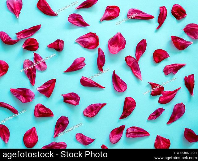 Red burgundy peony petals flat lay on blue background. Flower petals for minimal holiday concept. Creative layout made of flowers leaves