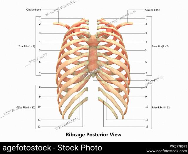 3D Illustration Concept of Human Skeleton System Rib Cage Described with Labels Anatomy
