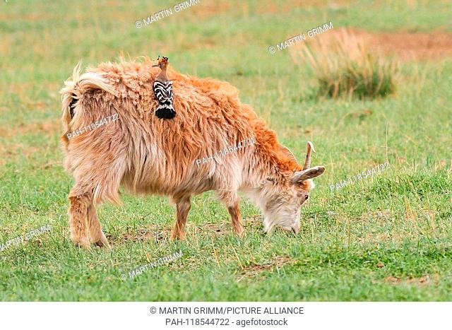 Eurasian Hoopoe (Upupa epops) juvenile sitting on back of a grazing goat in meadow, Dornod, Mongolia | usage worldwide. - /Mongolia