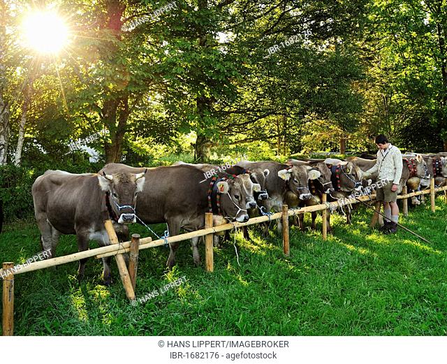 Return of livestock from high alpine summer pastures, in Pfronten, decorating of the animals, Ostallgaeu district, Allgaeu, Bavaria, Germany, Europe