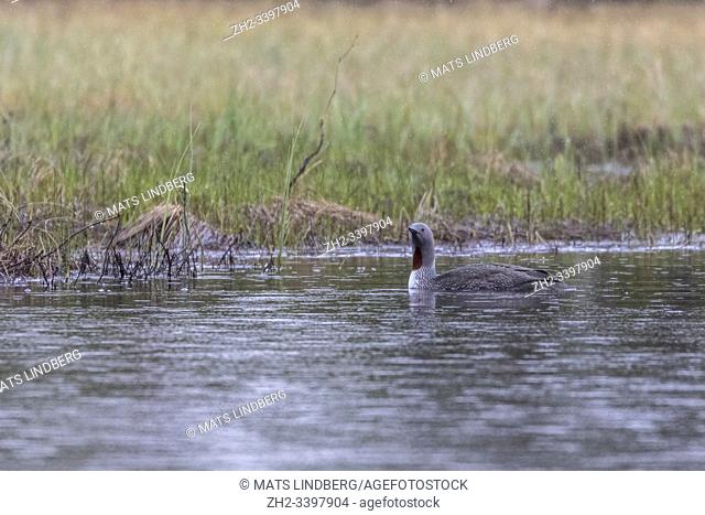 Red-throated loon, Gavia stellata swimming in a lake in rainfall in springtime, Boden, Norrbotten, Sweden