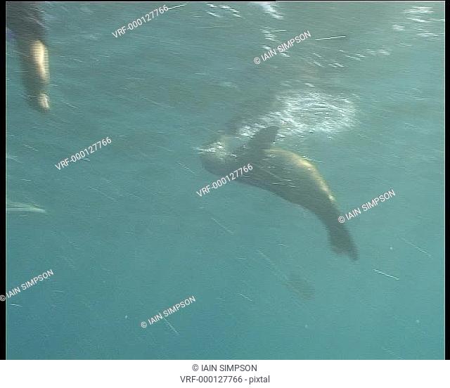 Galapagos Sealion, MWS sealion swimming between snorkellers. Galapagos, Pacific