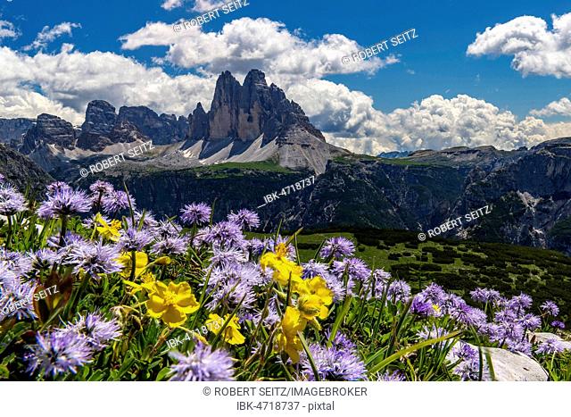 Flower meadow in front of mountain panorama, Globularia nudicaulis (Globularia nudicaulis) with Three Peaks of Lavaredo, Prato Piazza, Dolomites