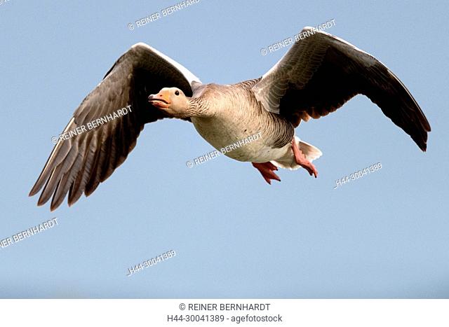 Anser anser, flying greylag geese, flying birds, goose, greylag goose, greylag geese in the flight, greylag geese in the spring, geese, bird's flight, birds