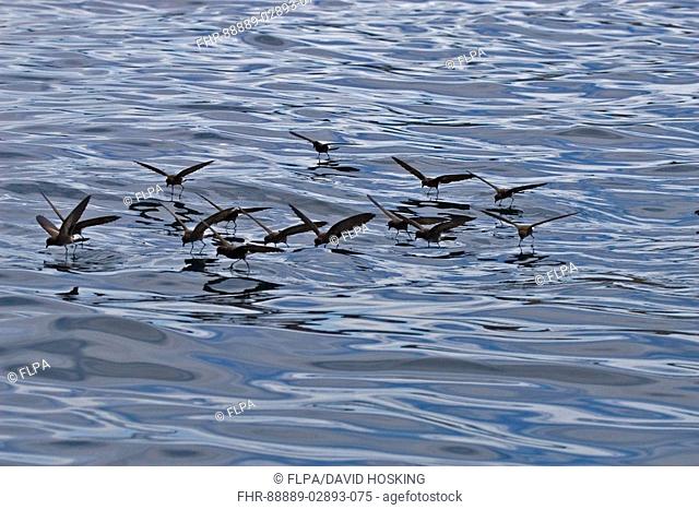 Elliot's or White vented Storm Petrels dancing on the sea