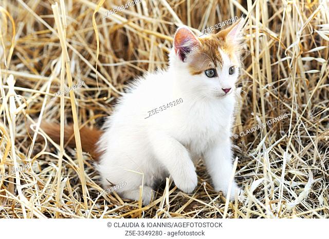 A beautiful white and red kitten is sitting in a dry field