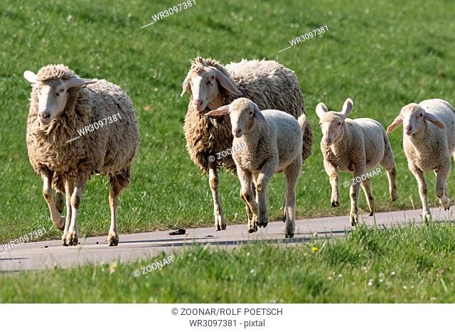 Sheep while jogging