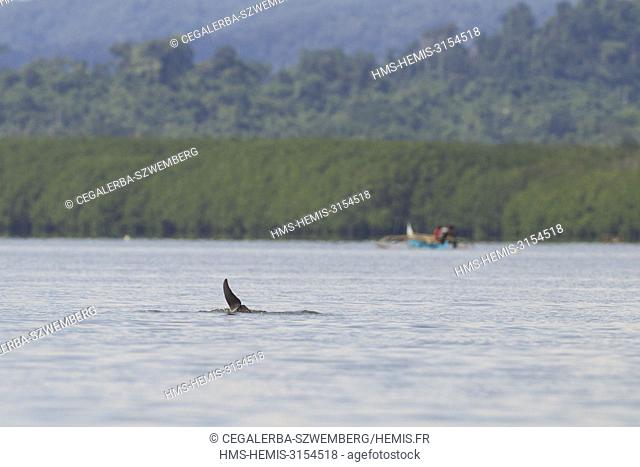 Philippines, Palawan, Malampaya Sound Protected Landscape and Seascape, the elusive and critically endangered Irrawaddy Dolphin (Orcaella brevirostris) the...