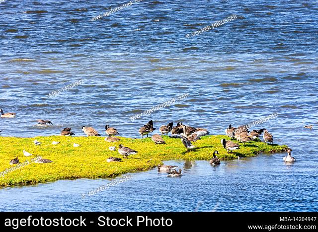 Varberg, Getteröns naturreservat (Getterön Nature Reserve), sea area Kattegat, wetland, birds Canada goose (Branta canadensis) and greylag goose or graylag...