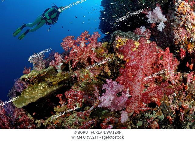 Scuba Diver over Soft Coral Reef, Richelieu Rock, Surin Islands, Thailand