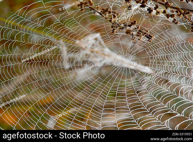Autumn dew on the web - a frequent guest