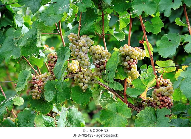 Grape-vine, Grape vine, Vitis vinifera, Germany, bunch of grapes before harvest