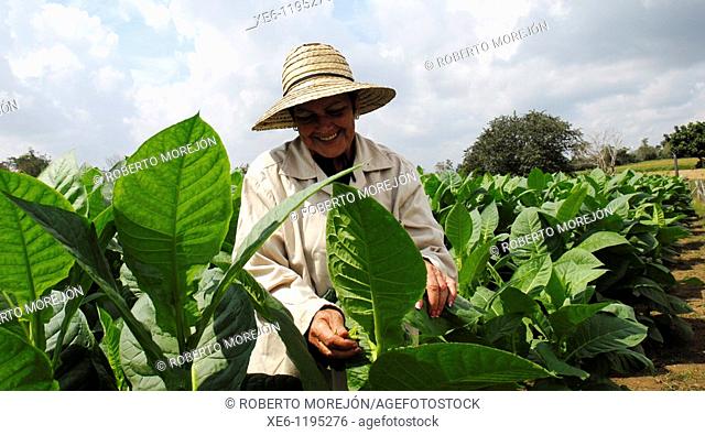 leaf harvest tobbaco in San Cristobal, Pinar del Rio, Cuba